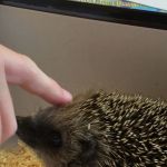 igel_2